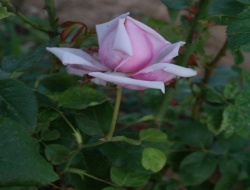 HAFIZ GÜLÜ BULUNDU